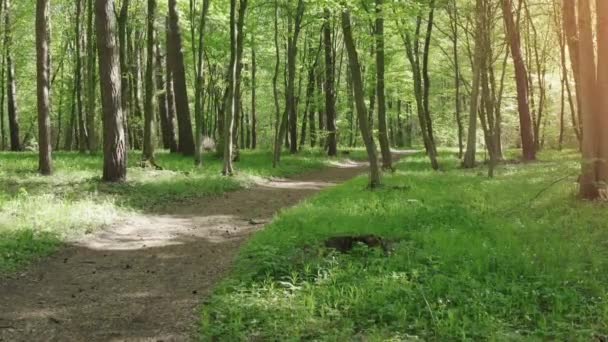 Medio ambiente forestal de primavera — Vídeos de Stock