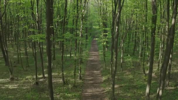 Ambiente Florestal Primavera — Vídeo de Stock