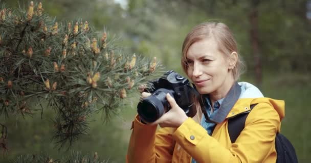 사진 작가가 소나무에 달린 작은 원추체 사진을 찍고 있다 — 비디오