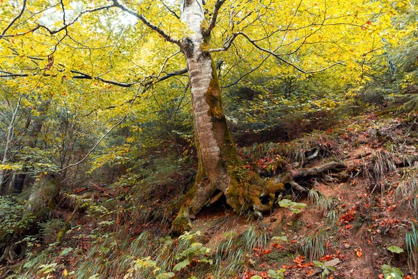 Stare drzewo brzoza w lesie jesienią — Zdjęcie stockowe