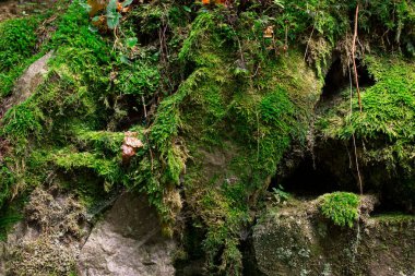 Parlak yeşil yosun arka plan dokular doğa