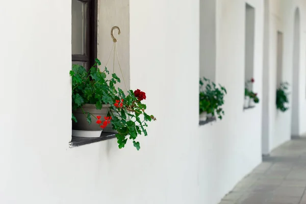 Blomkrukor av blommor på windows — Stockfoto
