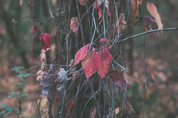 Farbenfrohe Herbstblätter am Baum aus nächster Nähe — Stockfoto