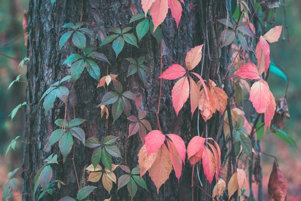 Цветные осенние листья на дереве крупным планом — стоковое фото