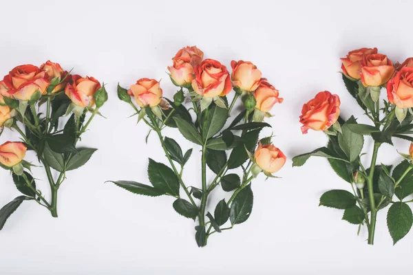 Trois branches de roses rapprochées sur fond blanc — Photo