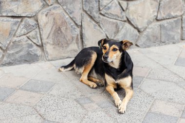 Açık havada üzgün evsiz köpek portresi