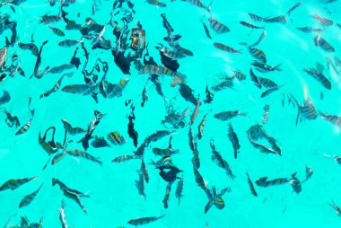 Çeşitli tropikal balık. Sualtı dünyasını. Üstten Görünüm