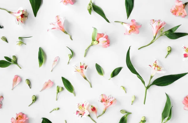 분홍색 alstroemeria, 잎, 꽃잎 평평 하다 꽃 패턴 — 스톡 사진