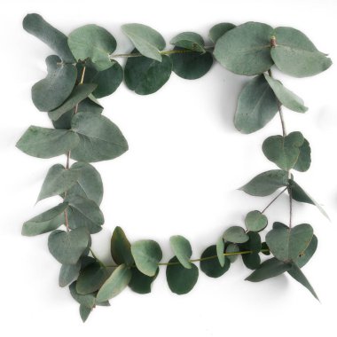 Okaliptüs beyaz bir arka plan üzerinde çerçeve