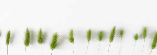 Orelhas verdes de trigo no fundo branco com espaço de cópia — Fotografia de Stock