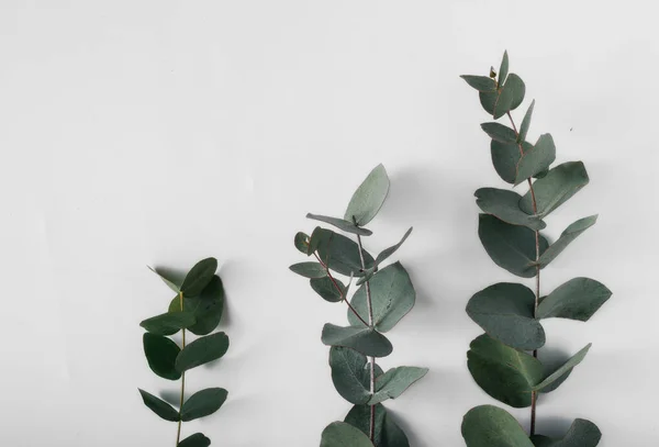 Three eucalyptus branches on a white background — Stock Photo, Image