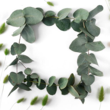 Okaliptüs ve buğday kulak beyaz arka plan üzerinde çerçeve