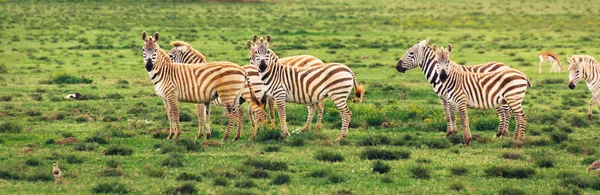 Grupp zebror på gräsmark — Stockfoto