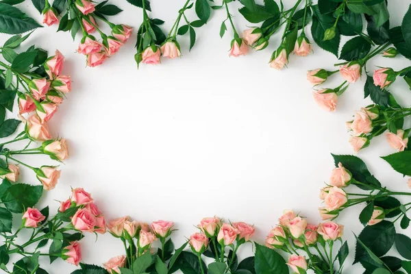 분홍빛 장미의 모양 — 스톡 사진