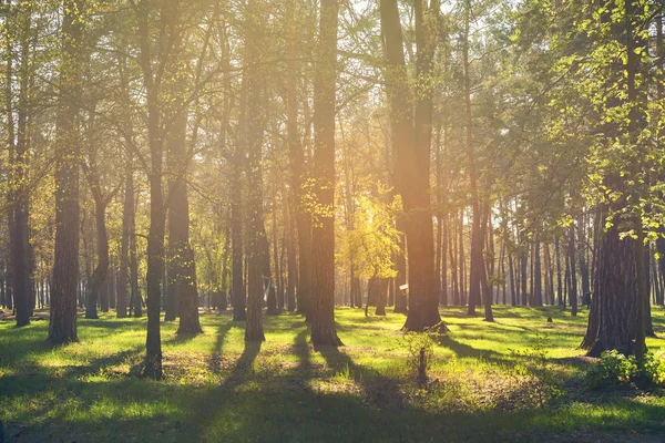 Schöner farbenfroher Sonnenuntergang im Wald. — Stockfoto