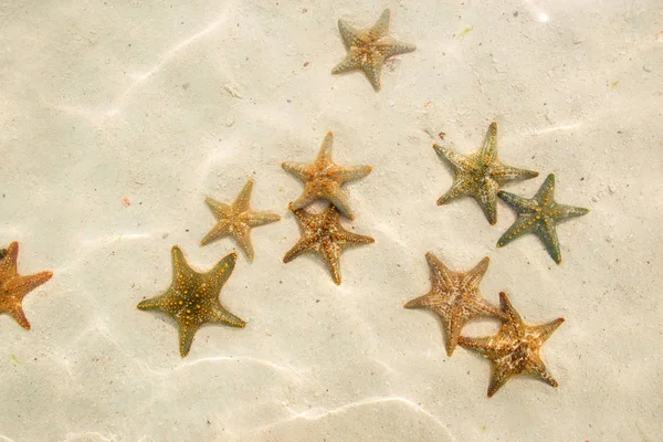 Group of starfish underwater — Stock Photo, Image