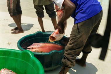 Balıkçılar beach bölmek üzerinde taze balık red snapper yakalamak