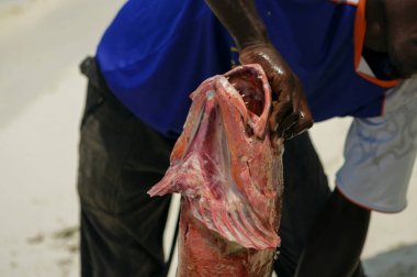 Balıkçı taze kırmızı snapper kıyı okyanus üzerinde tutuyor