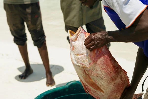 Balıkçı taze balık red snapper kıyı okyanus üzerinde tutuyor