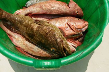 Red snapper yakın en iyi görünümü kadar yakalamak