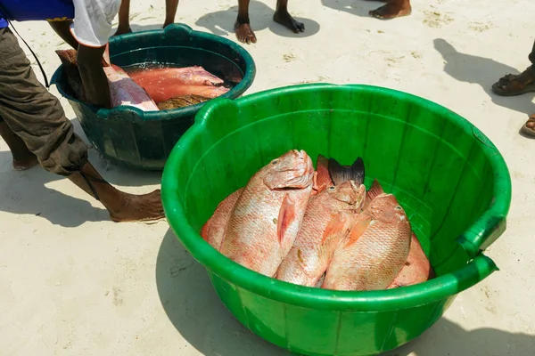 Captura de pargo rojo en la orilla del océano — Foto de Stock