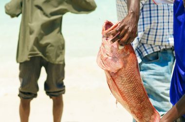 Balıkçı taze balık tutuyor 