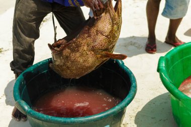 Balıkçı taze balık tutuyor