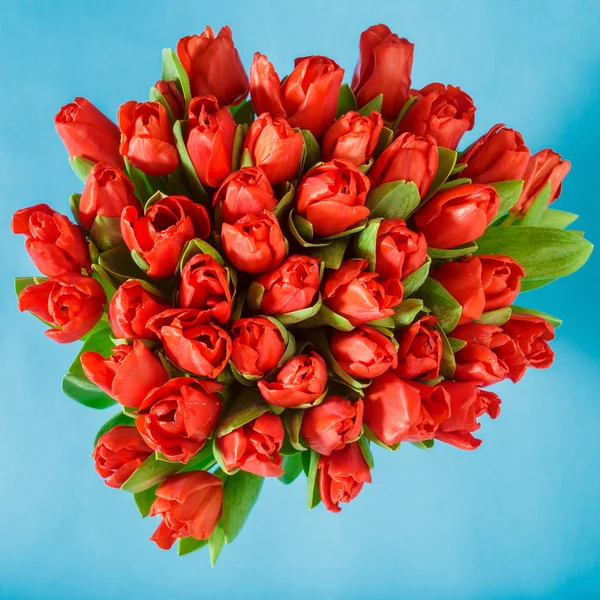 Bouquet Tulipes Rouges Sur Fond Bleu Vue Dessus — Photo