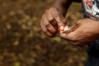 Bahar Çiftlik Zanzibar. Erkek elinde taze hindistan cevizi meyve