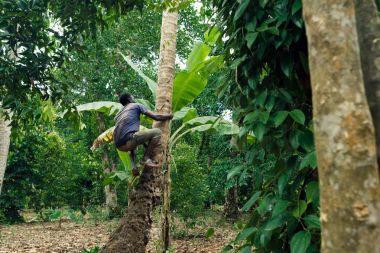 Afrikalı-Amerikalı adam Hindistan cevizi hurma ağacından alıyor
