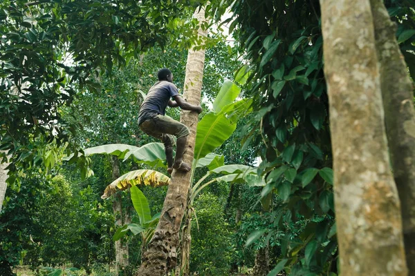 Афро Американец Забирается Пальму Взять Кокос — стоковое фото