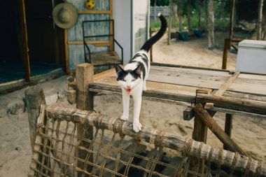 Ahşap masa üzerinde duran evsiz siyah ve beyaz kedi
