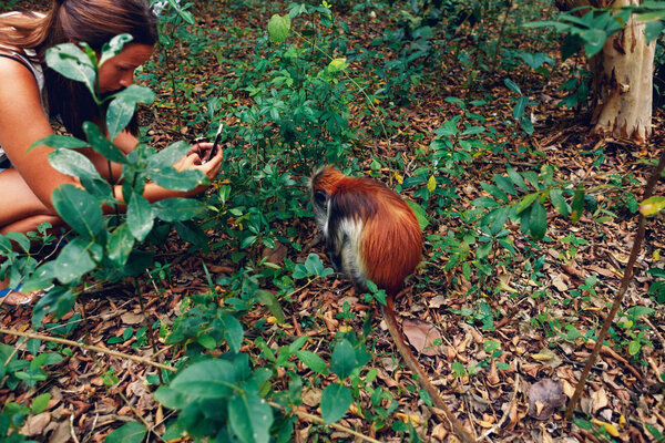 Woman tourist takes a picture of monkey red colobus in natural environment