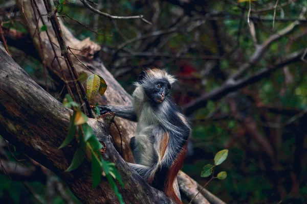 浓密热带森林猴红色疣肖像 — 图库照片