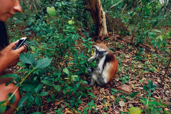 Turystyczna Kobieta Zegarki Colobus Małpa Czerwona Środowisku Naturalnym — Zdjęcie stockowe