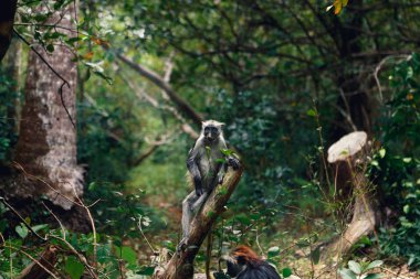 Monkey red colobus in a dense tropical forest clipart