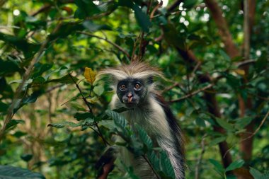 Portrait of monkey red colobus in natural environment clipart
