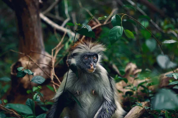 Portret Colobus Małpa Czerwona Gęsty Las Tropikalny — Zdjęcie stockowe