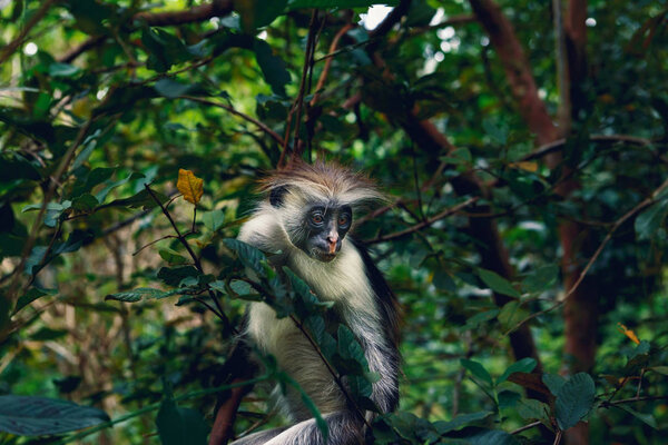 Portrait of monkey red colobus in dense tropical forest