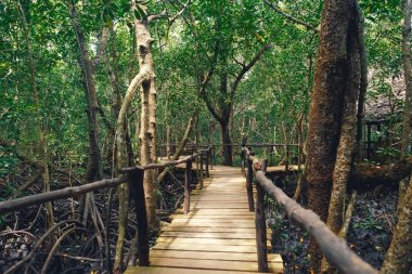 Wooden bridge in dense forest.  clipart