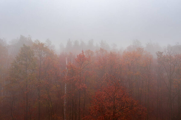Foggy Autumn colorful Deciduous Forest. Dense forest early in the morning