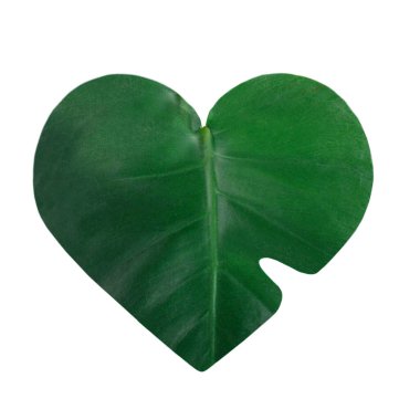 Beyaz arka planda tropikal yapraklar vardı. Üst görünüm