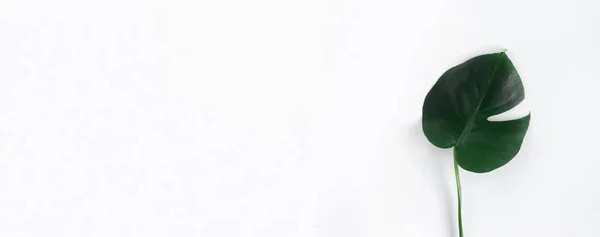 Platte Tropische Bladeren Monstera Witte Achtergrond Met Kopieerruimte Bovenaanzicht — Stockfoto