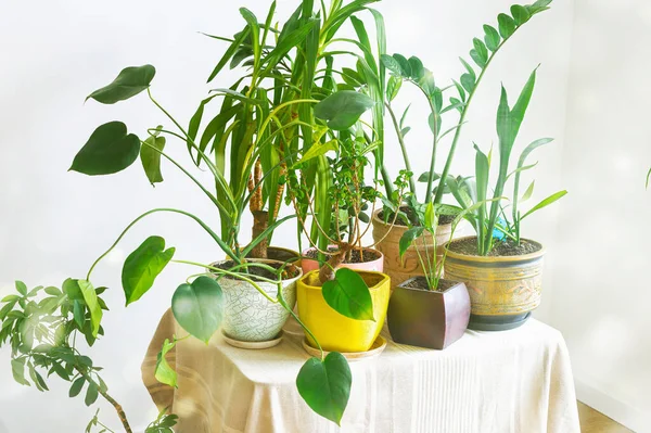 Giungla Domestica Growing House Plants Concept Diverse Piante Domestiche Sul — Foto Stock