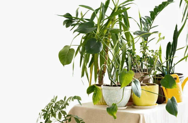 Home Jungle. Growing House Plants Concept. Different Indoor Plants On Table In White Interior