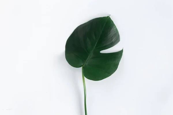 Flat Lay Tropical Leaves Monstera White Background Top View — Stock Photo, Image