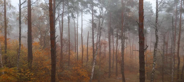 清晨美丽的雾蒙蒙的混交林 — 图库照片