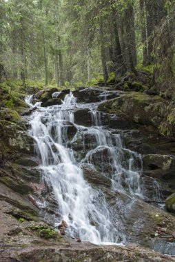 Bir iğne yapraklı orman şelale