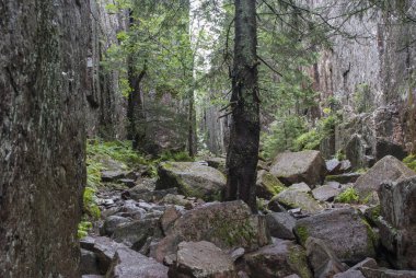 Kayalardan büyüyen ağaçlar