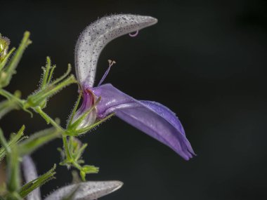 Bulanık gri arkaplanda menekşe orkide çiçeğinin yakın çekimi